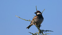 Spanish Sparrow