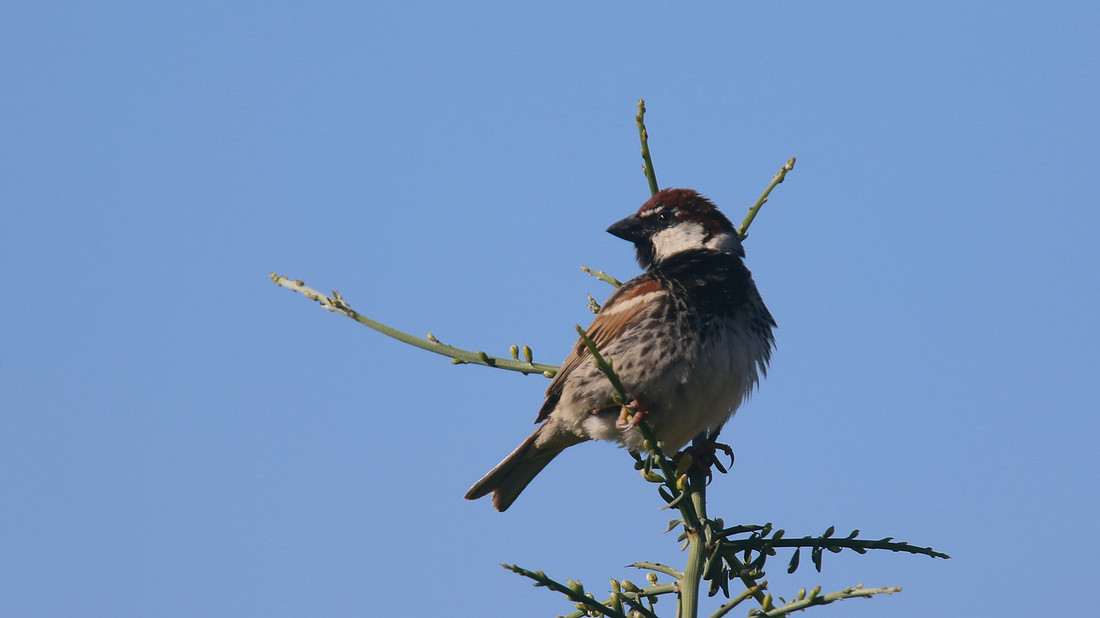 Spanish Sparrow, Anarita Park, Cyprus, April 2015