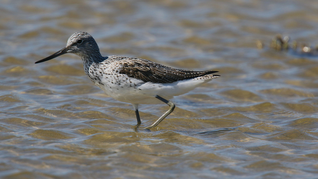 Greenshank, Ladys Mile, Cyprus, April 2015