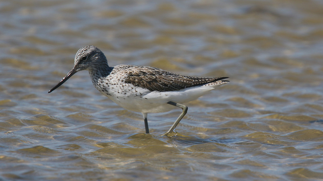 Greenshank, Ladys Mile, Cyprus, April 2015