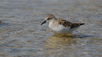 Little Stint, Ladys Mile, Cyprus, April 2015