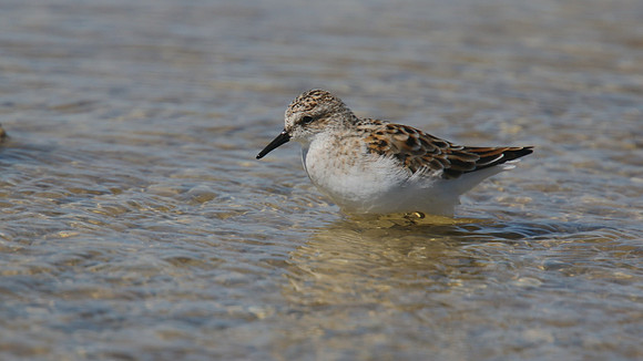 Little Stint, Ladys Mile, Cyprus, April 2015