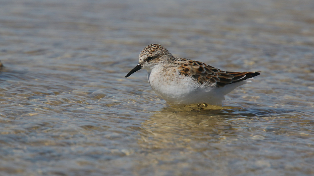 Little Stint, Ladys Mile, Cyprus, April 2015