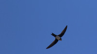 Alpine Swift
