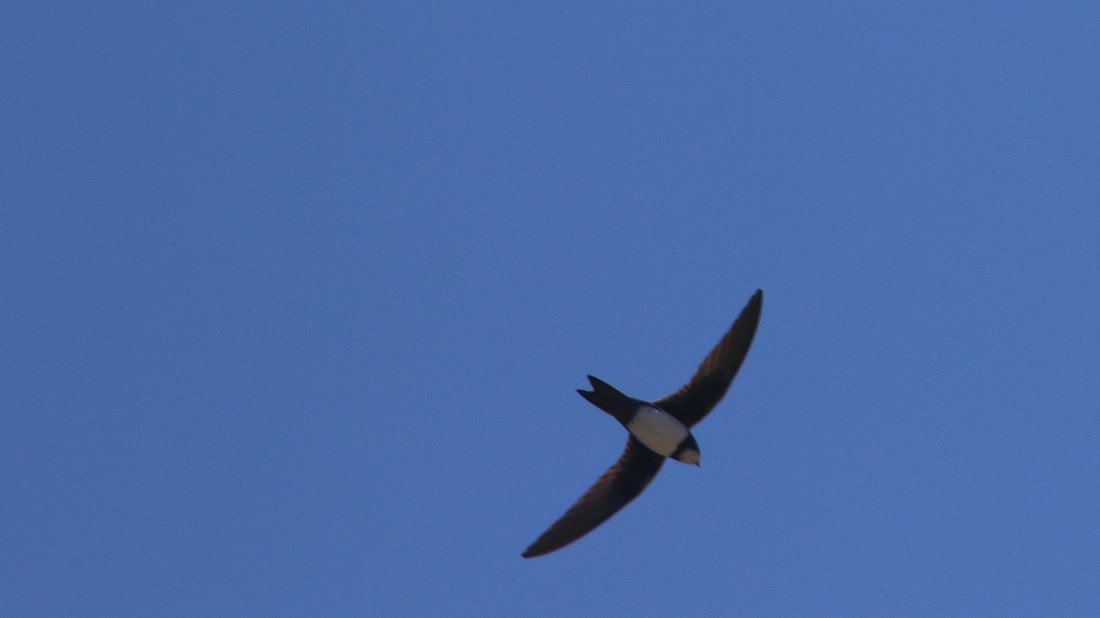Alpine Swift, Kensington Cliffs, Cyprus 2015