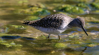 Wood Sandpiper
