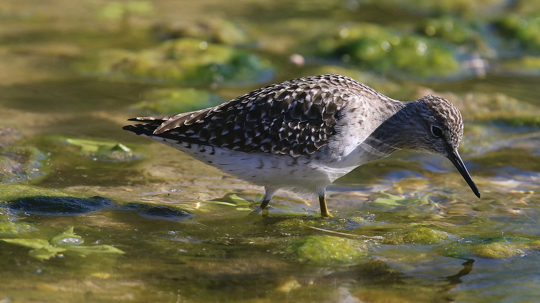Wood Sandpiper, Agia Varvana, Cyprus 2015