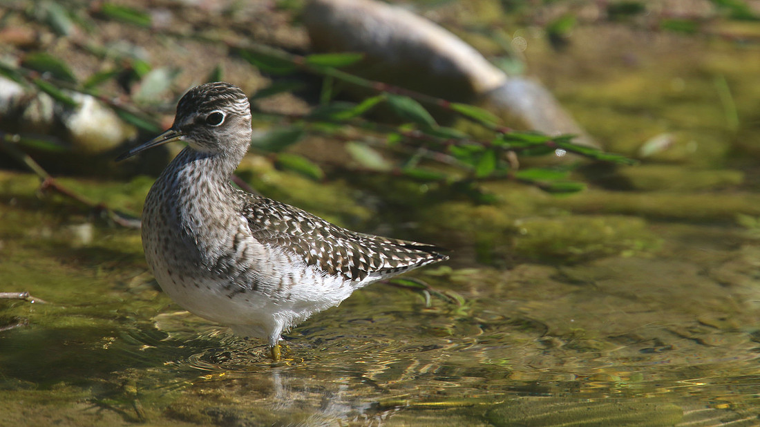 Wood Sandpiper, Agia Varvana, Cyprus 2015