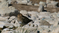 Snipe, Agia Varvana, Cyprus, April 2015