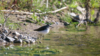 Green Sandpiper, Agia Varvana, Cyprus, April 2015