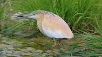 Squacco Heron, Agia Varvana, Cyprus, April 2015