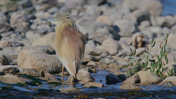 Squacco Heron, Agia Varvana, Cyprus, April 2015
