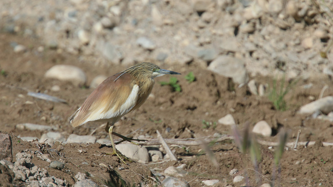 Squacco Heron, Agia Varvana, Cyprus, April 2015