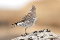 Purple Sandpiper, Raufarhofn, June 2022