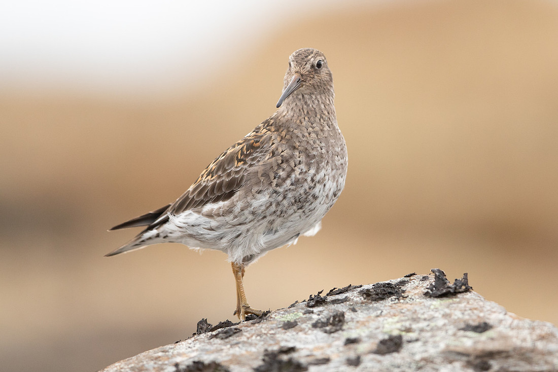 Purple Sandpiper, Raufarhofn, June 2022