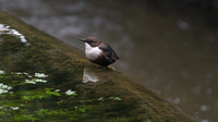 Dipper, Cheddar, October 2014