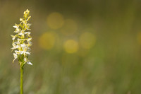 Lesser Butterfly-orchid, Morgans Hill, June 2024