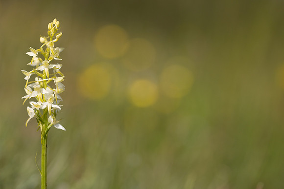 Lesser Butterfly-orchid, Morgans Hill, June 2024