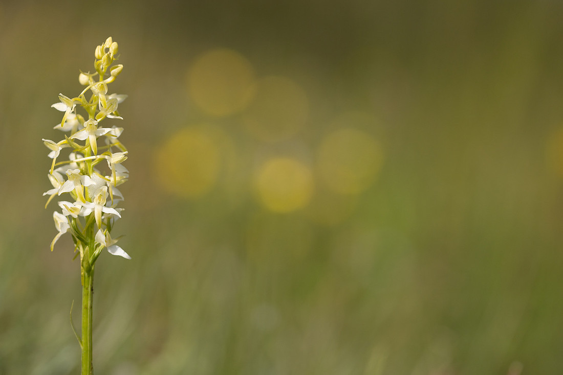 Lesser Butterfly-orchid, Morgans Hill, June 2024