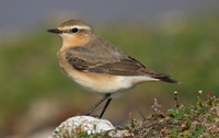 Wheatear