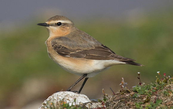 Wheatear