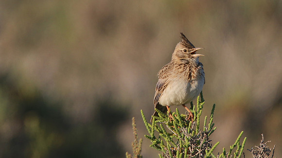 Crested Lark, Larnaka Salt Lake, April 2015