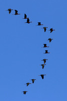 Glossy Ibis, Larnaka Sewage Works, April 2015