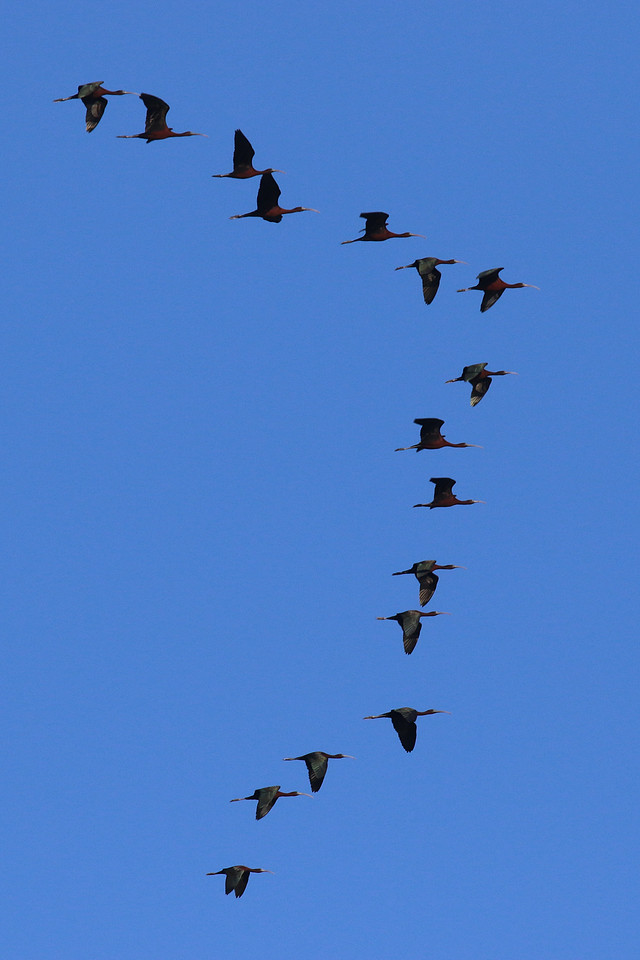 Glossy Ibis, Larnaka Sewage Works, April 2015