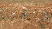 Stone Curlew, Desalination Fields, Larnaka, April 2015