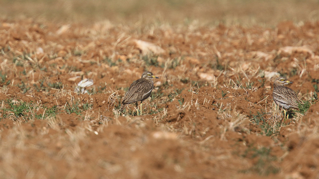 Stone Curlew, Desalination Fields, Larnaka, April 2015