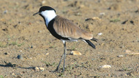 Spur-winged Lapwing