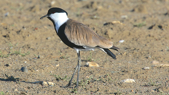 Spur-winged Lapwing, Larnaka, April 2015