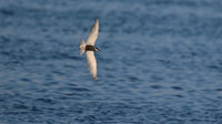 Whiskered Tern