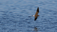 Collared Pratincole, Larnaka Sewage Works, April 2015