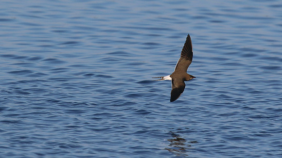 Collared Pratincole, Larnaka Sewage Works, April 2015