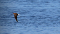 Collared Pratincole, Larnaka Sewage Works, April 2015