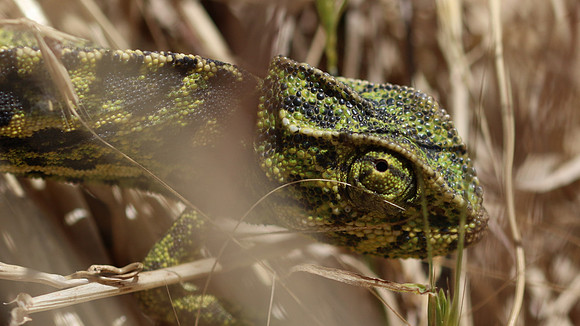 European Chameleon, Larnaka Salt Lake, April 2015