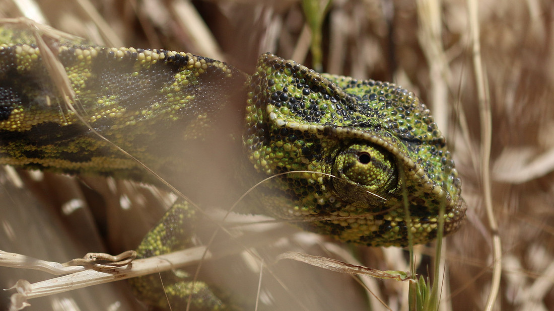 European Chameleon, Larnaka Salt Lake, April 2015