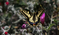 Swallowtail