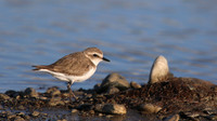 Kentish Plover, Spiro's Beach Pools, April 2015