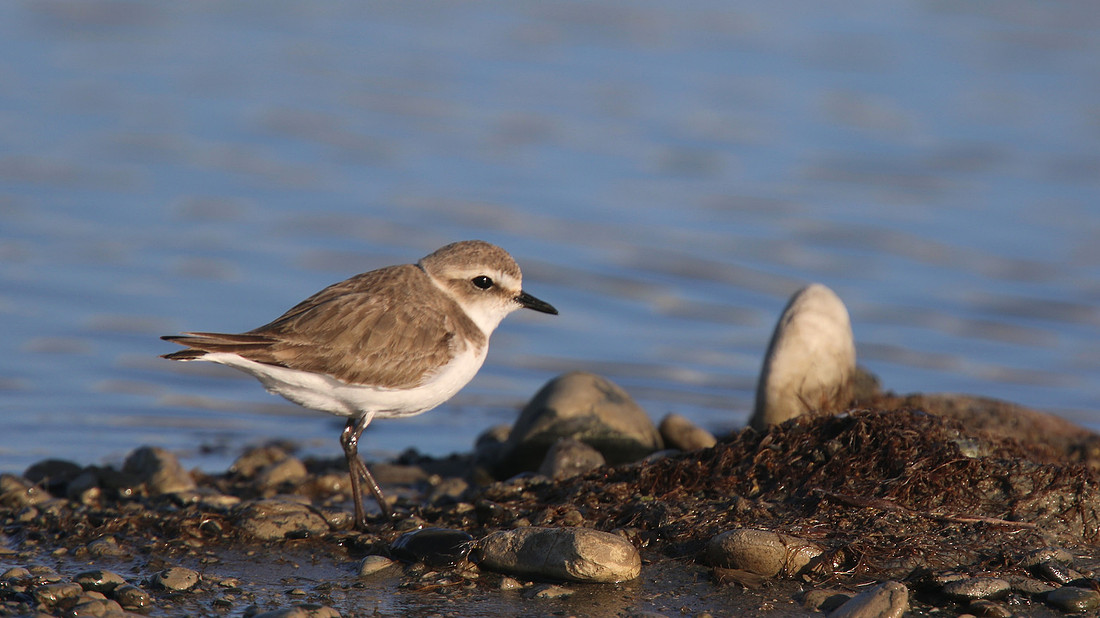 Kentish Plover, Spiro's Beach Pools, April 2015