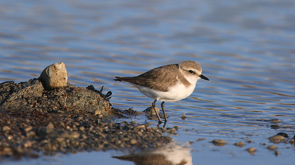 Kentish Plover, Spiro's Beach Pools, April 2015