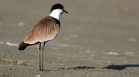 Spur-winged Lapwing, Spiro's Beach Pools, April 2015