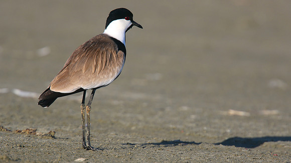 Spur-winged Lapwing, Spiro's Beach Pools, April 2015