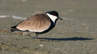Spur-winged Lapwing, Spiro's Beach Pools, April 2015