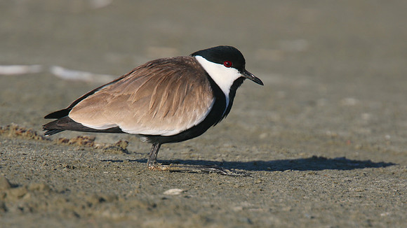 Spur-winged Lapwing, Spiro's Beach Pools, April 2015