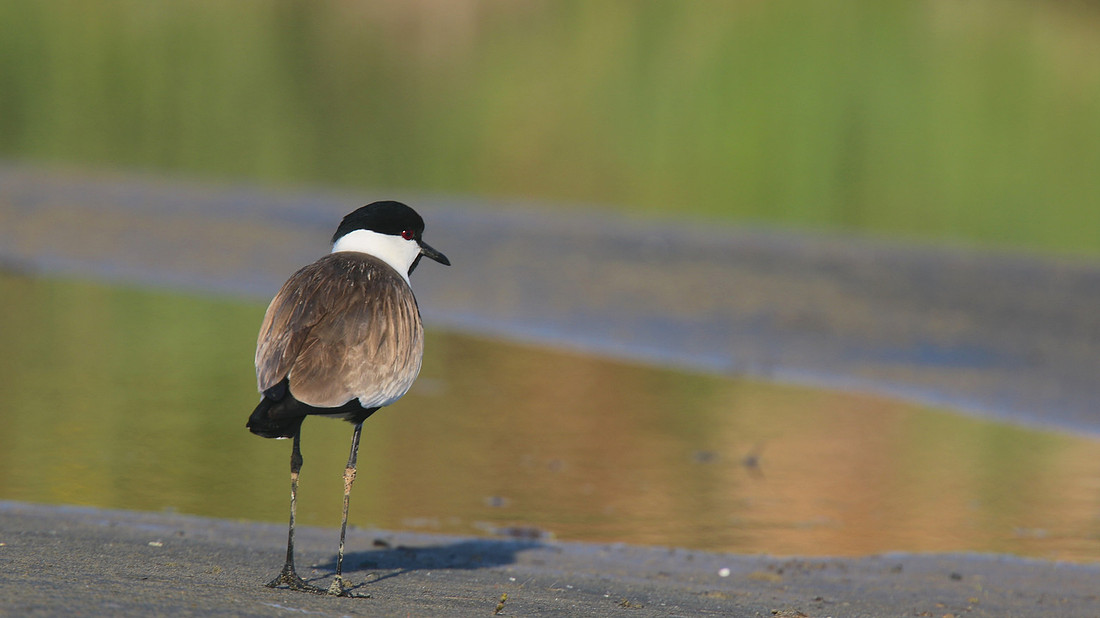 Spur-winged Lapwing, Spiro's Beach Pools, April 2015