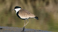 Spur-winged Lapwing, Spiro's Beach Pools, April 2015