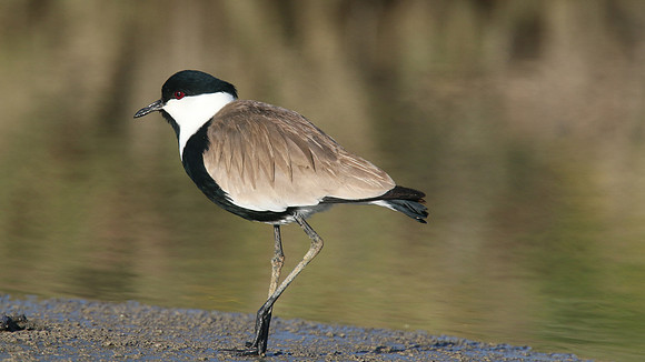 Spur-winged Lapwing, Spiro's Beach Pools, April 2015