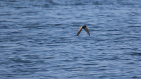 Black Tern